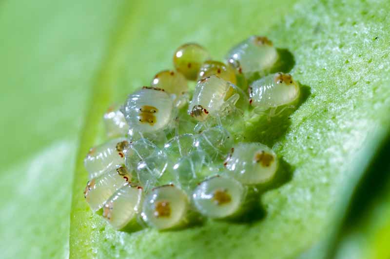 Spider Mite's in training. Larvae
