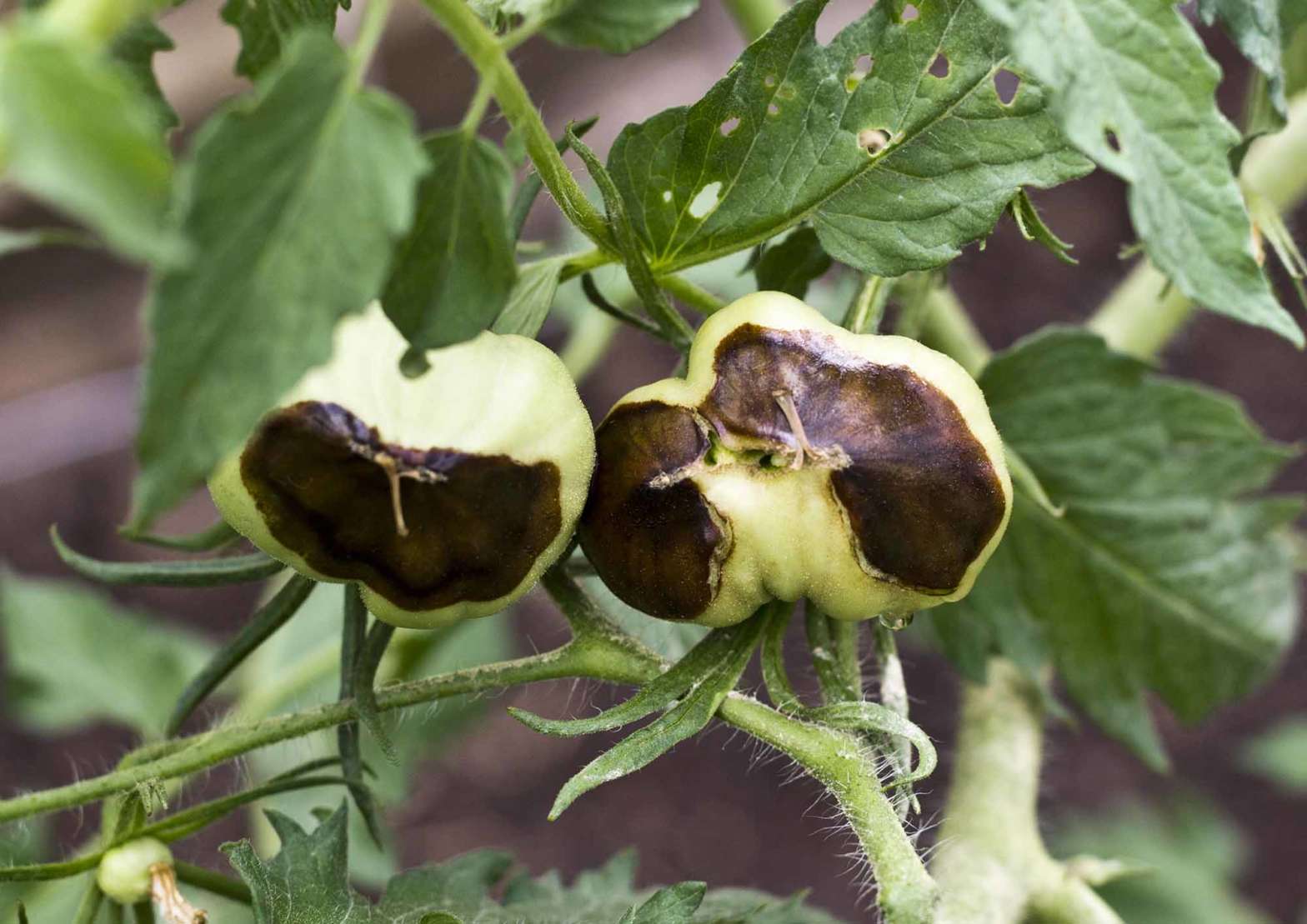 Calcium deficiency in tomato fruit, blossom end rot, black tips to fruit