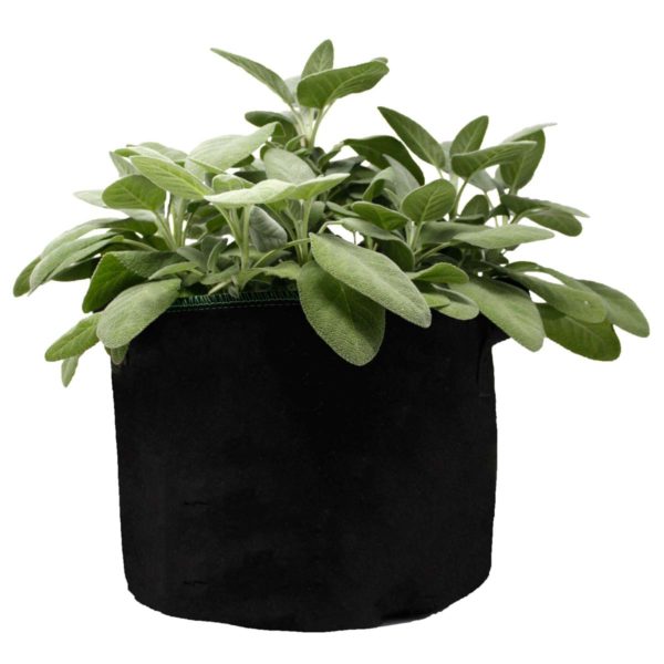Rediroot Fabric Aeration Pot with Plant growing in it