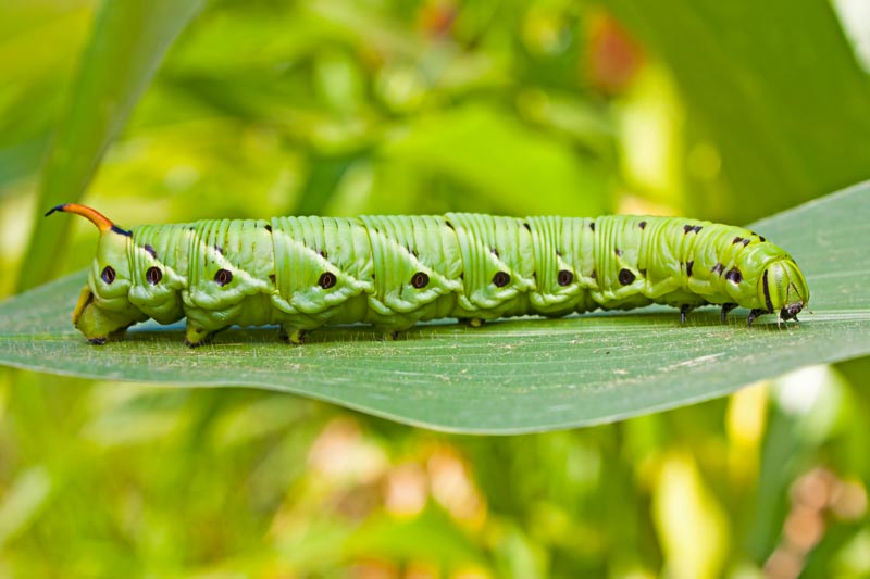 The destructive tomato hornworm caterpillar can be a problem for your garden. 