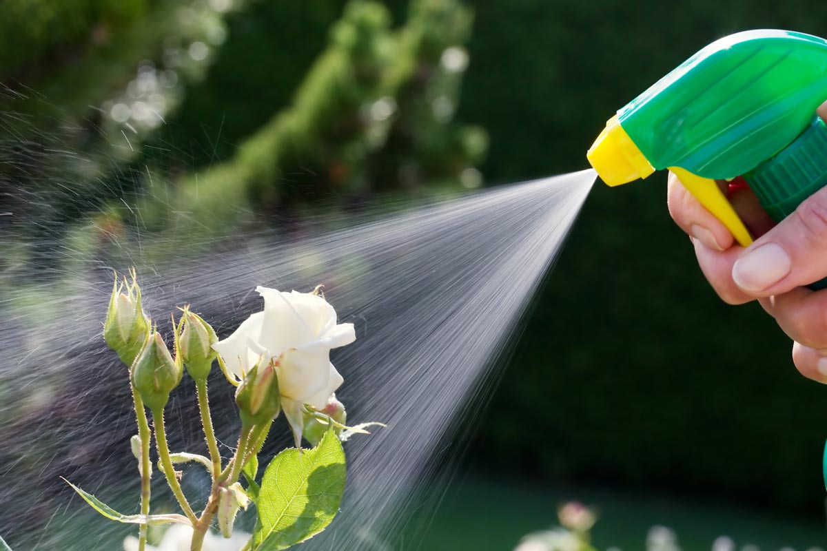 How to Control Pests Without Pesticides