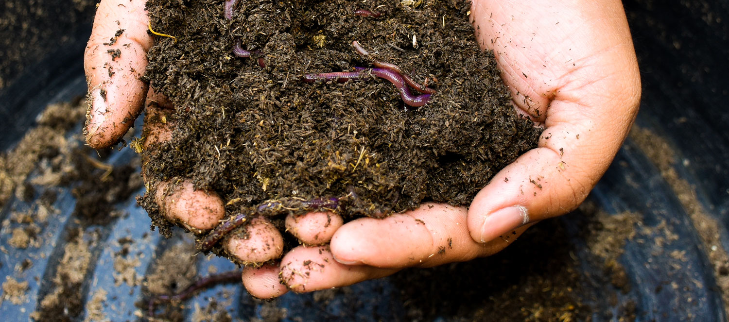 How to improve soil health in a few easy steps