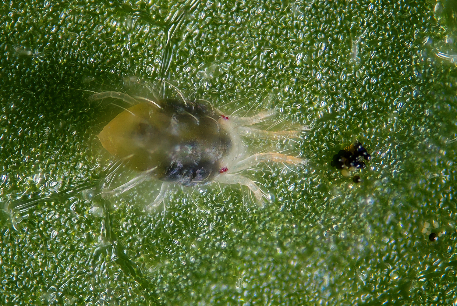 Spider Mite Close up photo