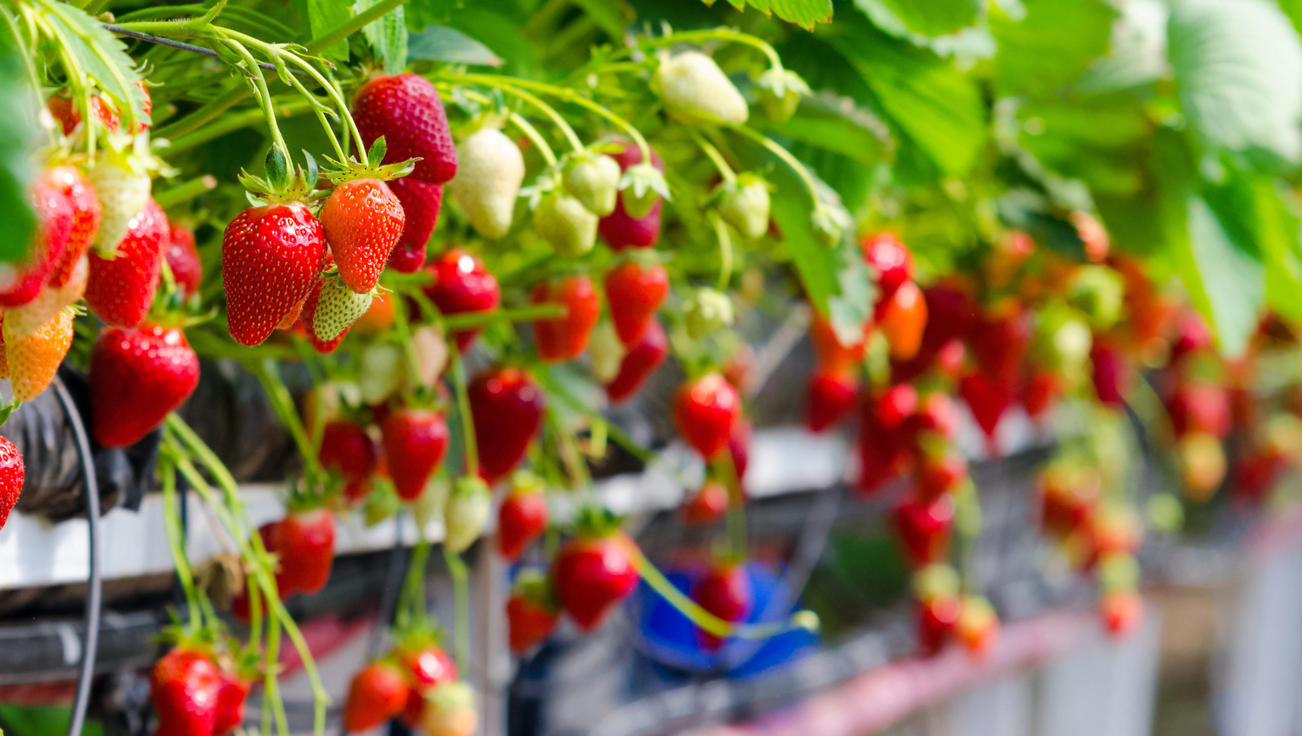 Strawberry hydroponics growth