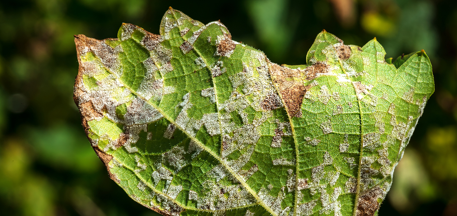 powdery mildew detailed close up