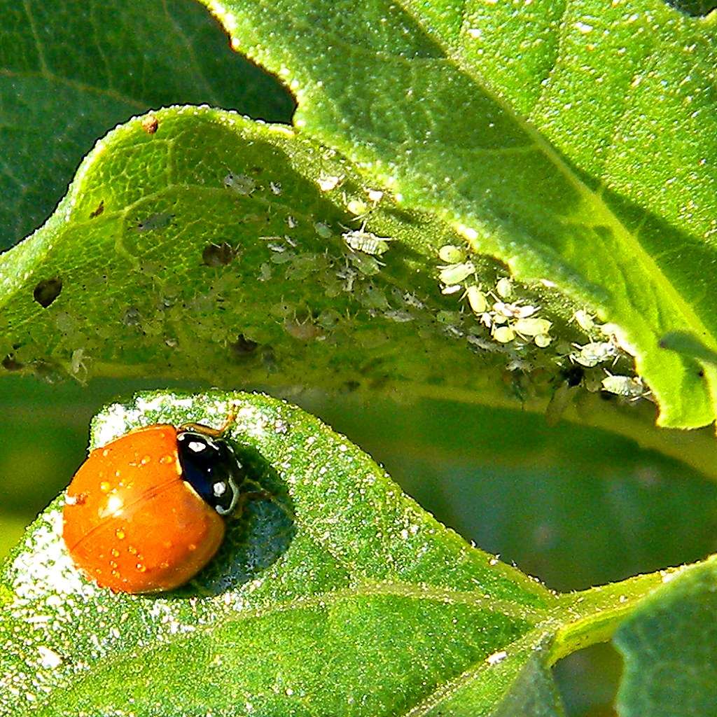 Ladybug and Aphids on leaves