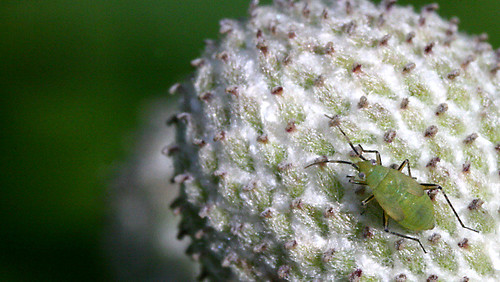 Aphid on flower
