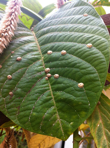 Barnacle Scale on leaf
