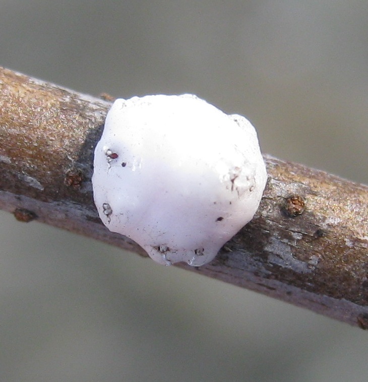 Barnacle Scale on stem
