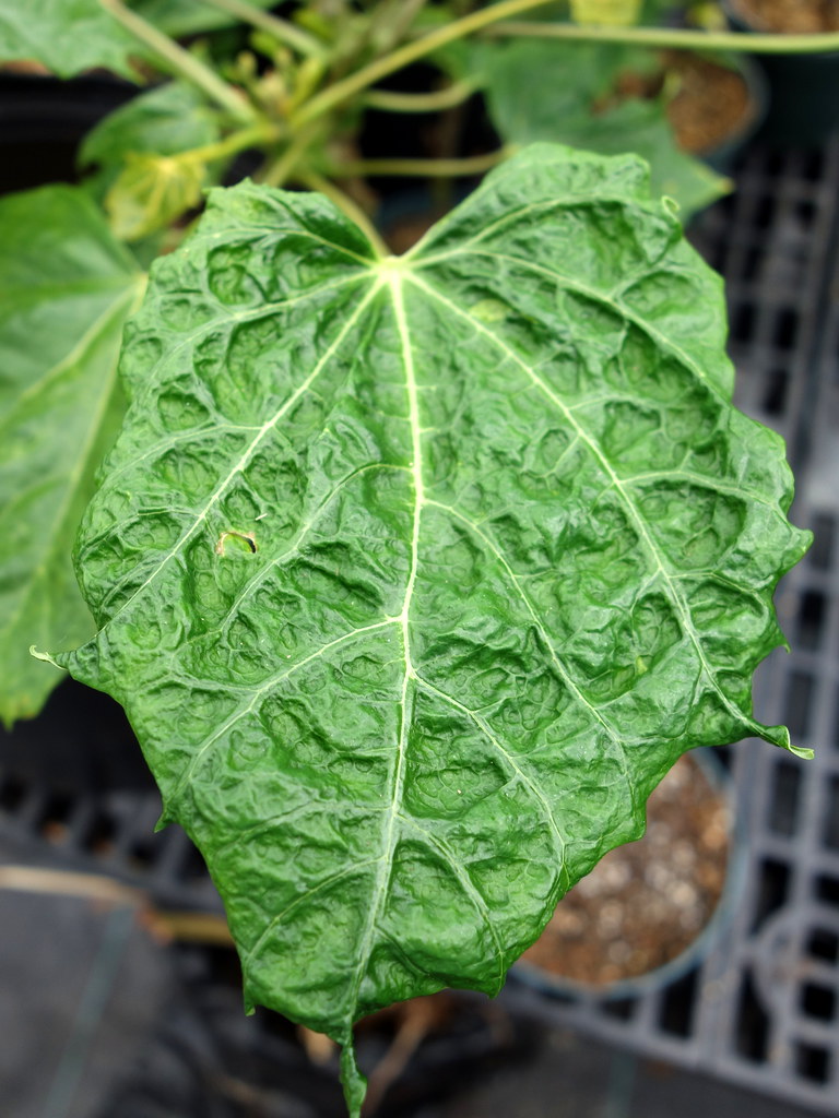 Broad mites leaf damage