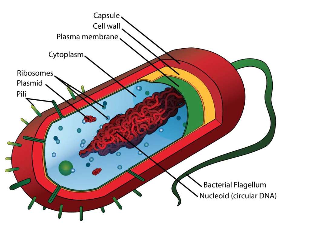 Prokaryotic Bacterial Cell 