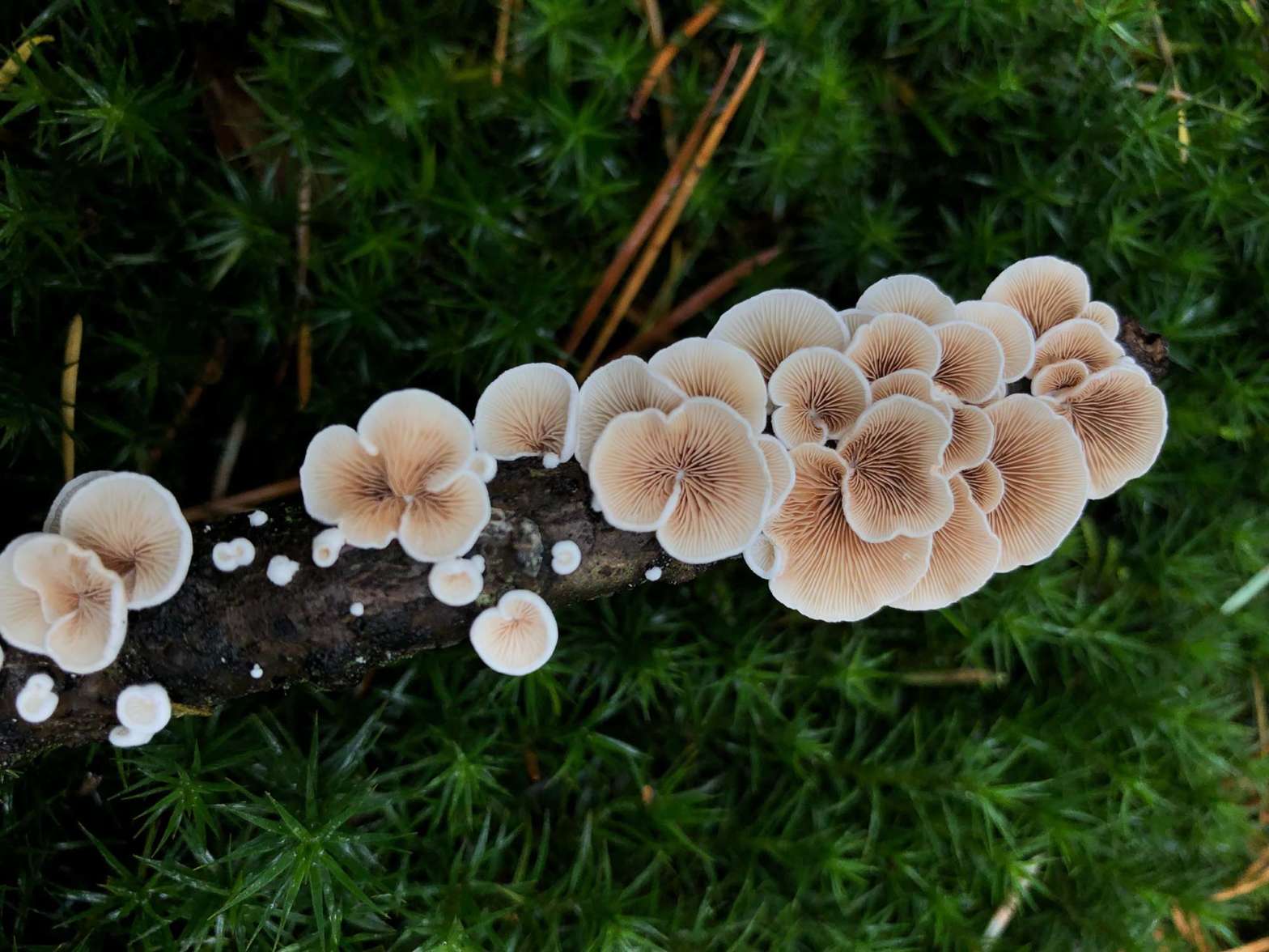 Fungus growing on and extracting nutrients from a branch bark