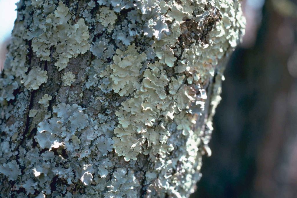 Lichen is a type of fungs that extracts nutrients from treebark among other sources