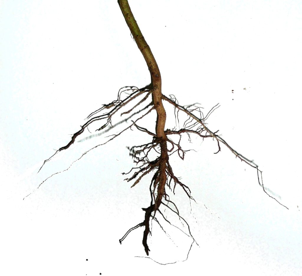 Root Systems are essential for how plants uptake nutrients in hydroponics