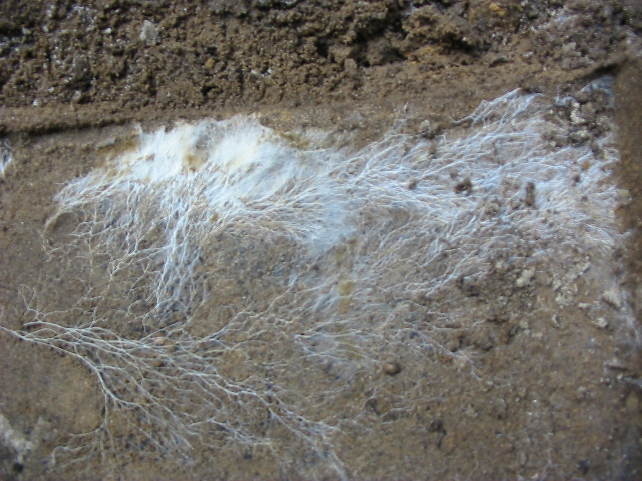How Do Fungi Get Their Nutrients? - Global Garden