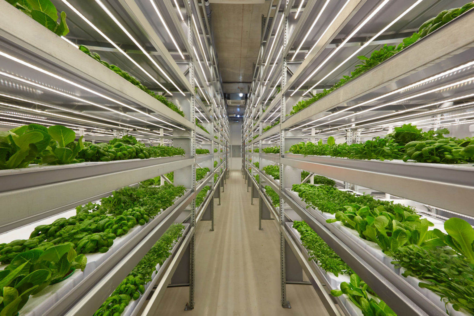 Vertical farming methods that use stacked trays on racks with LED Lights in a warehouse grow facility