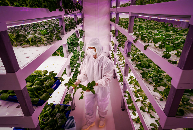Man in coveralls in a stacked indoor vertical farm, purple-ish lights glowing