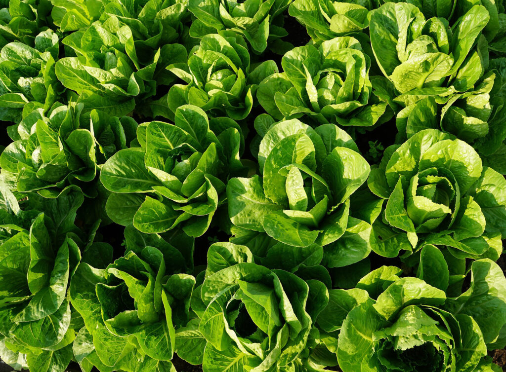 commercial hydroponics systems can grow more than just this green lettuce bundle