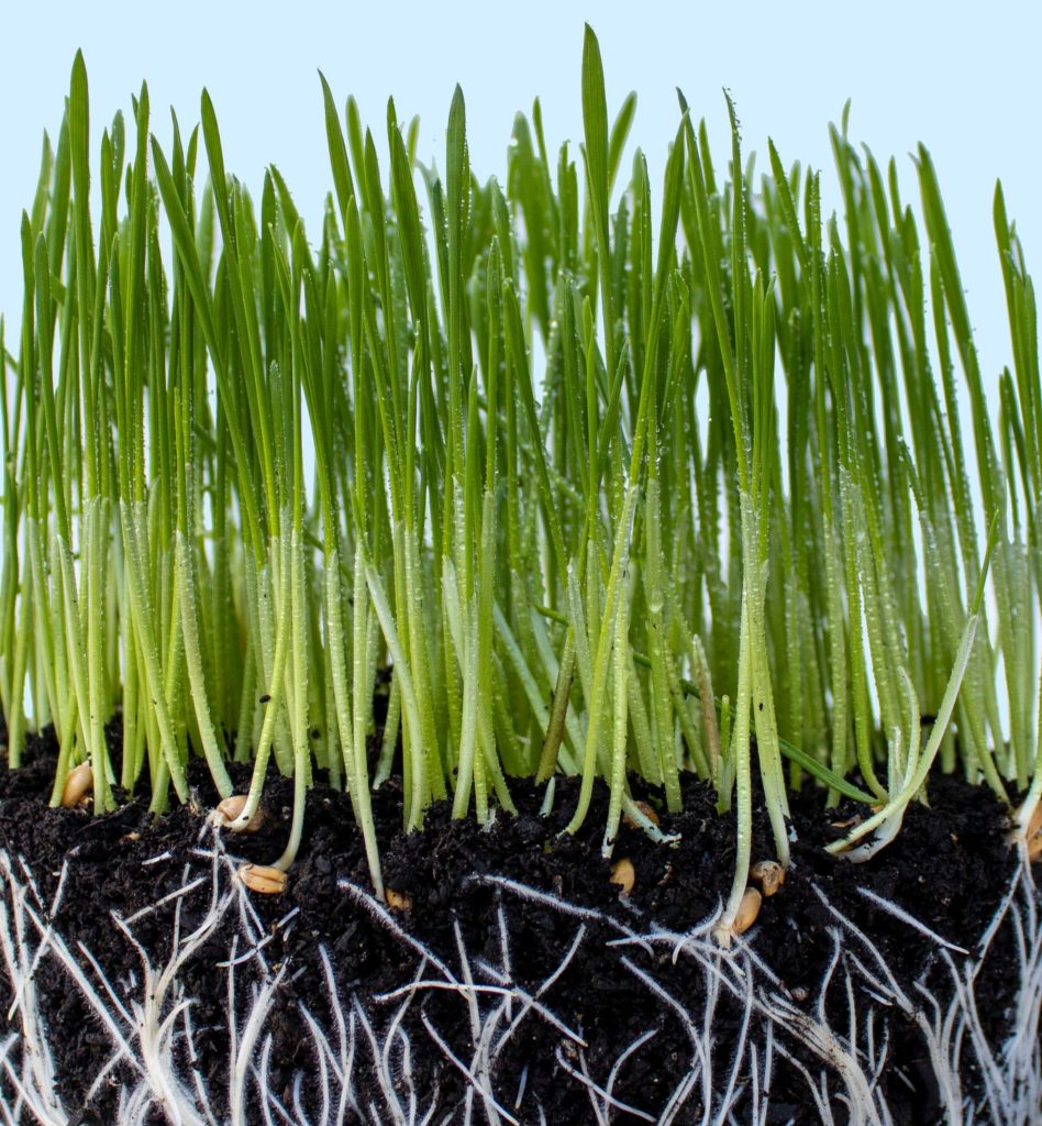 The roots of the dandelion and evergreen plants in this picture are anchored in healthy, nutrient rich soil.