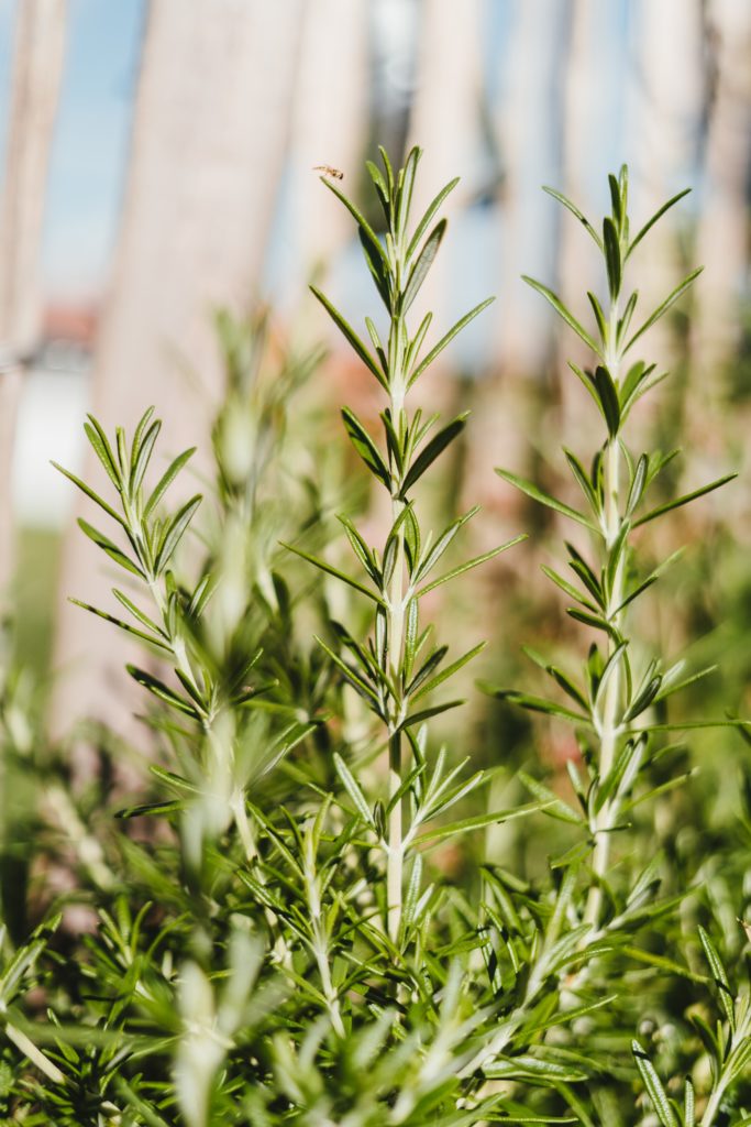 Rosemary plants along with other plants(garlic, vinegar, and eucalyptus) are used in many organic pest control products.