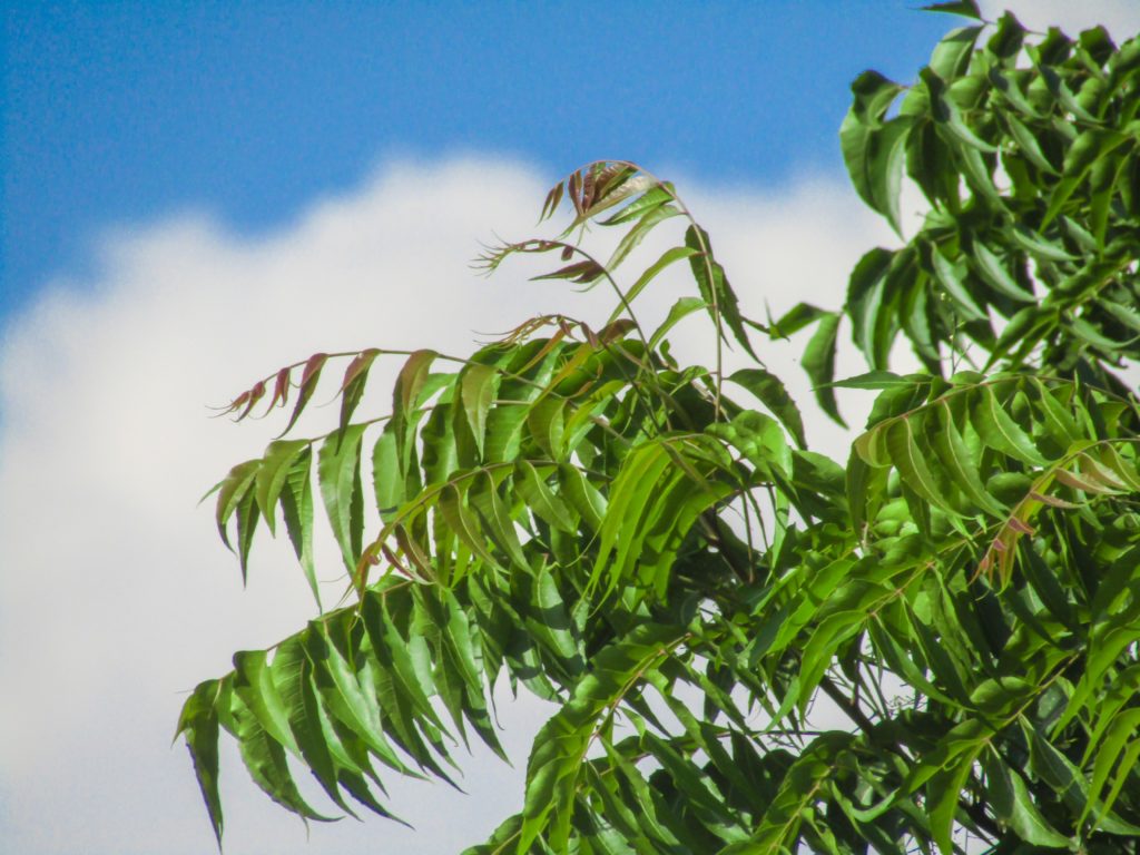 Neem oil is made from the neem tree. This oil makes an effective organic pest control used around the globe.