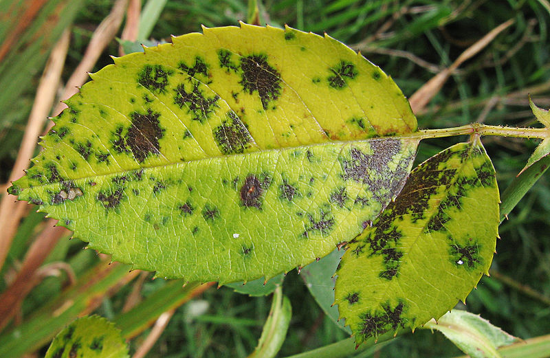 The image displays a type of fungus called black spot. Leaves develop dark spots on the top. 