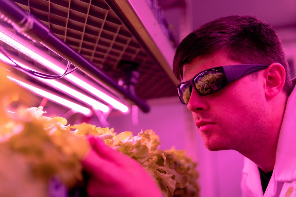 A worker examines plants for vertical urban farming