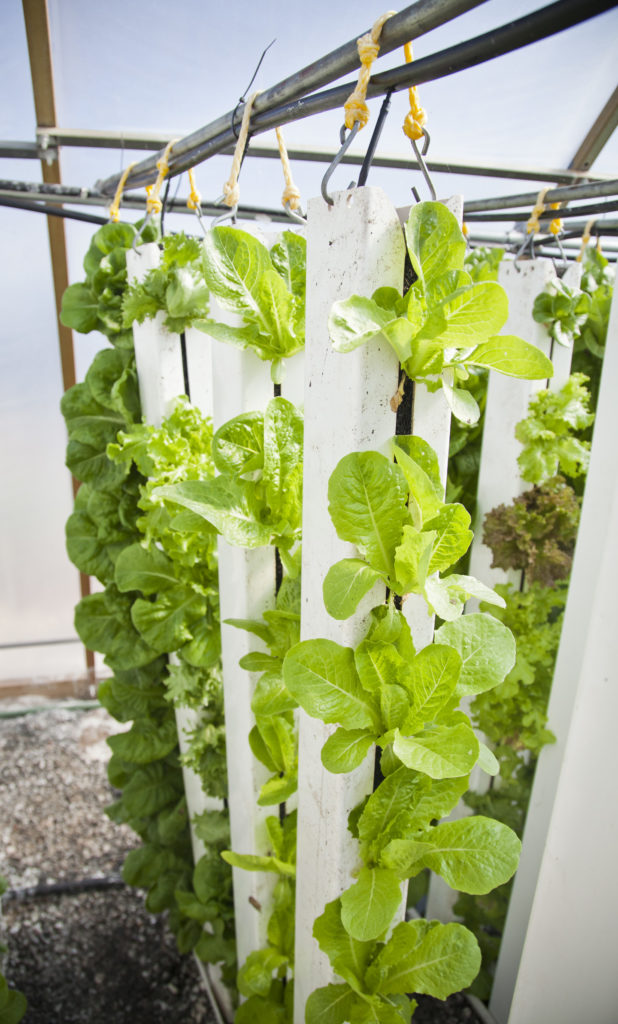 Hanging towers used for vertical urban farming