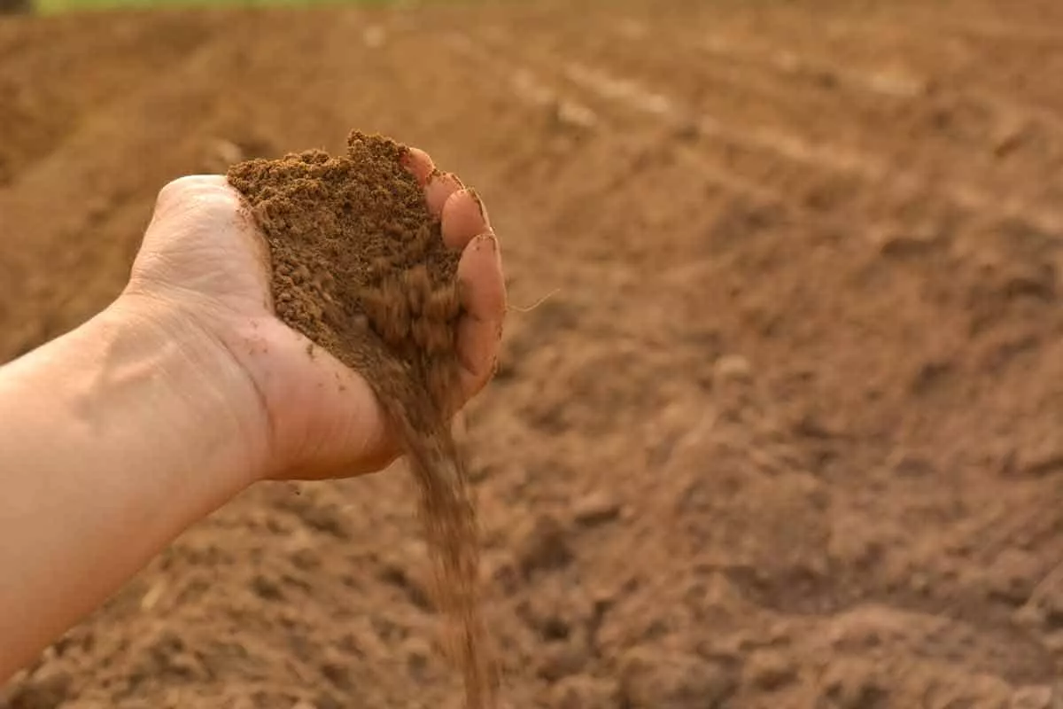 Humic Acid Makes the Soil More Fertile for Bigger Yields