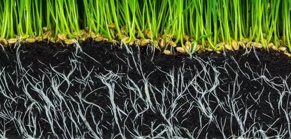 roots growing in fertile soil loaded with humic and fulvic acid