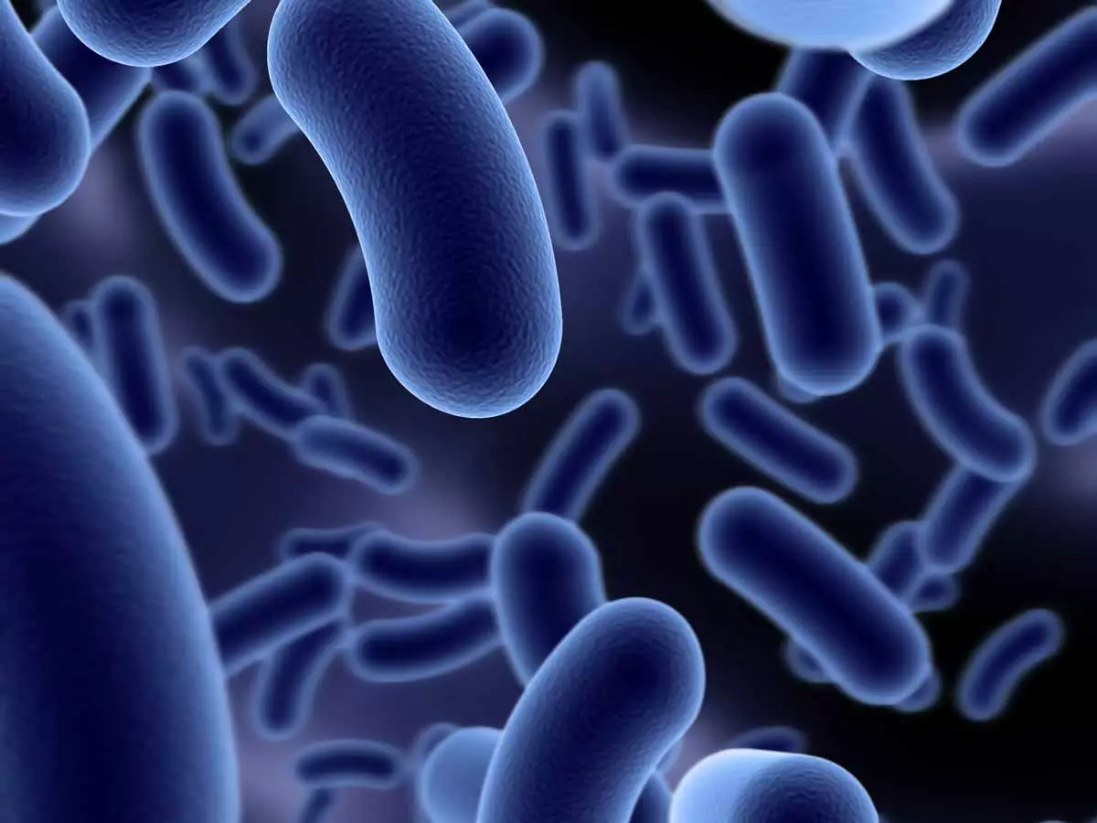 Bacillus amyloliquefaciens Biostimulant Beneficial Bacteria