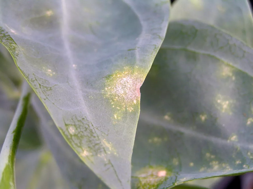 Silicon helps plants fight against fungi such as downy mildew.