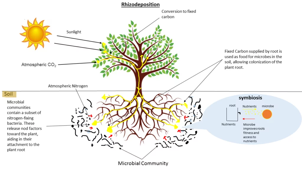 soil microbes facilitate nutrient uptake