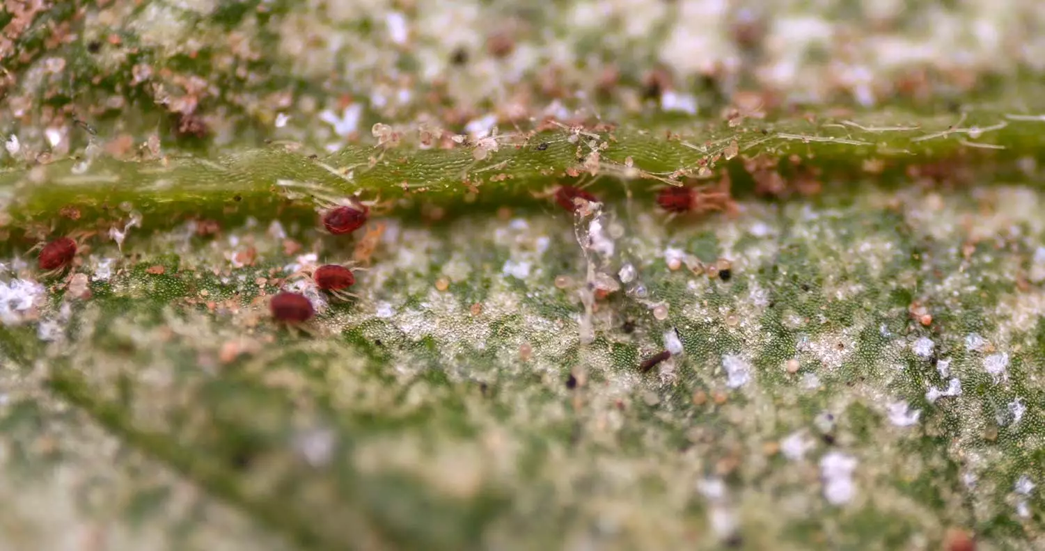 Spider Mites with webs and eggs, detailed close up