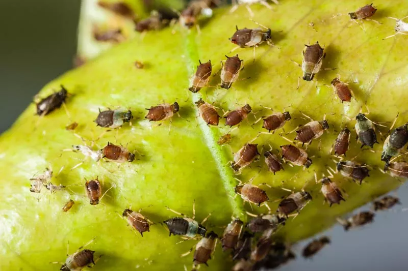 Aphid infestation can be a nuisance. It is important to find the best organic pest control method to help solve gardening issues like these guys