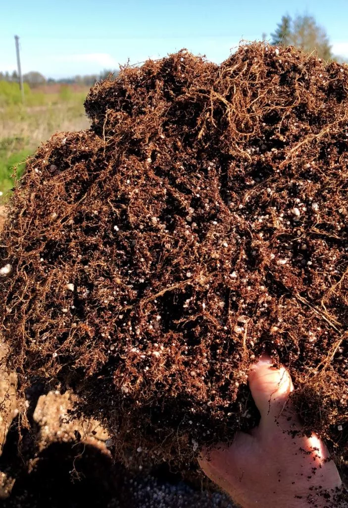 Perfect roots growth in a fabric grow bag