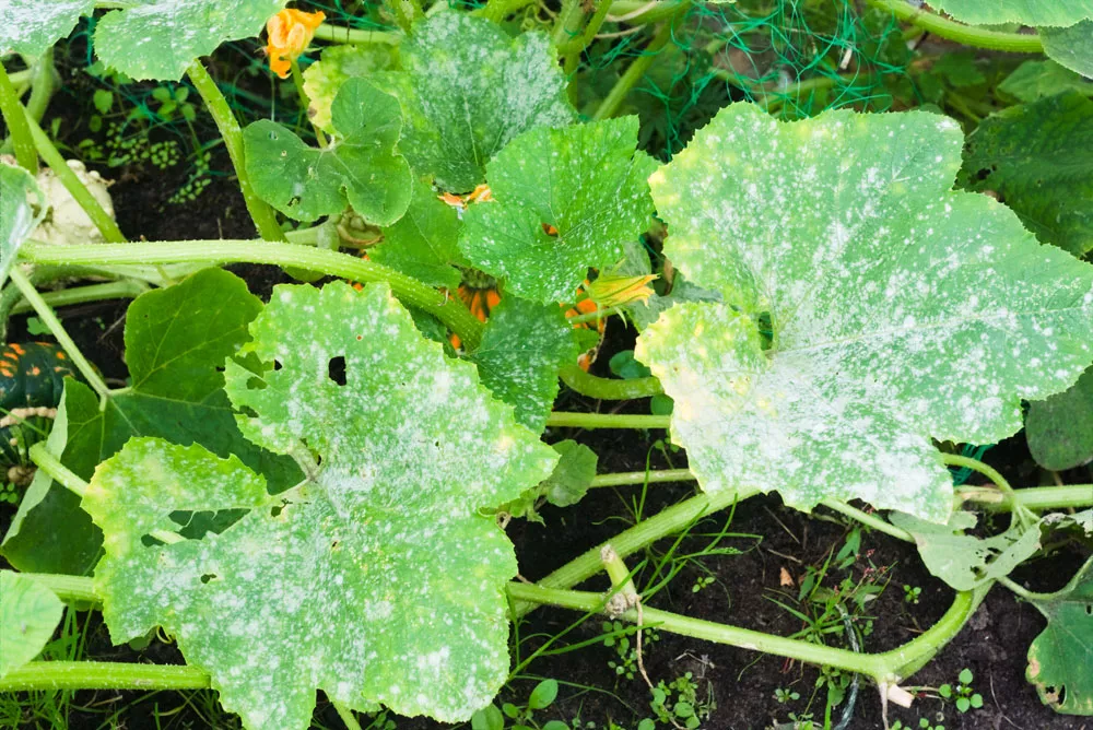 You can see the white spots covering the leaves is powdery mildew, and this squash could really use a natural fungicide for plants to control the problem while keeping the fruit edible.