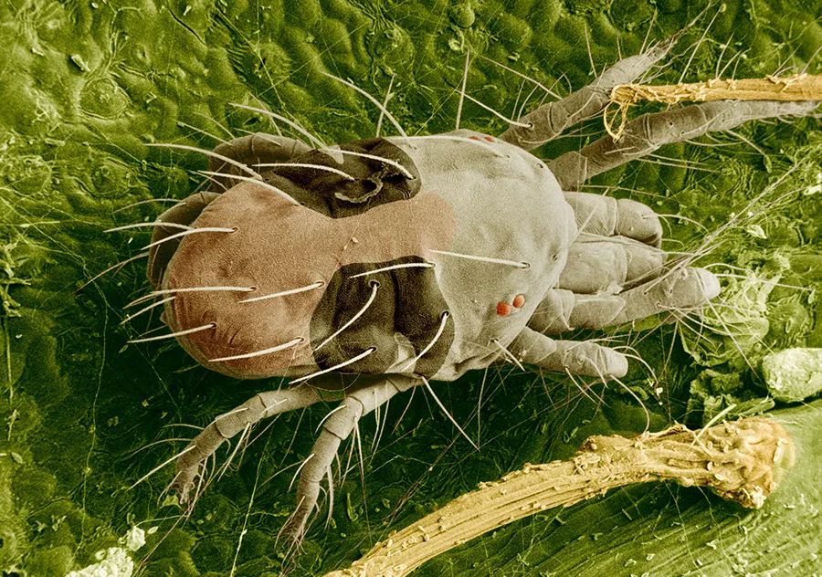 Electron Microscope Scan of Spider Mite