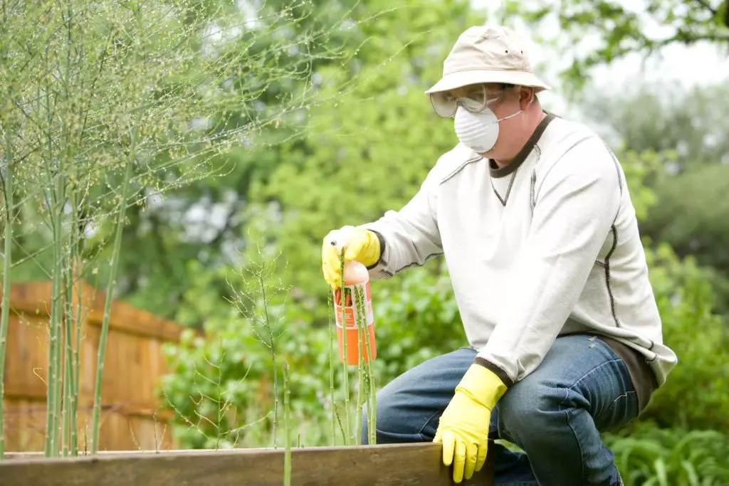 A gardener spraying plants with a pesticide. It is important to wear protective gear when applying pesticides with a warning. 