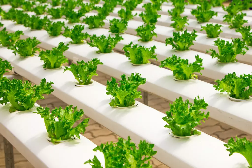 commercial hydroponic systems like this nft system are perfect for groing green leafy lettuce as photographed