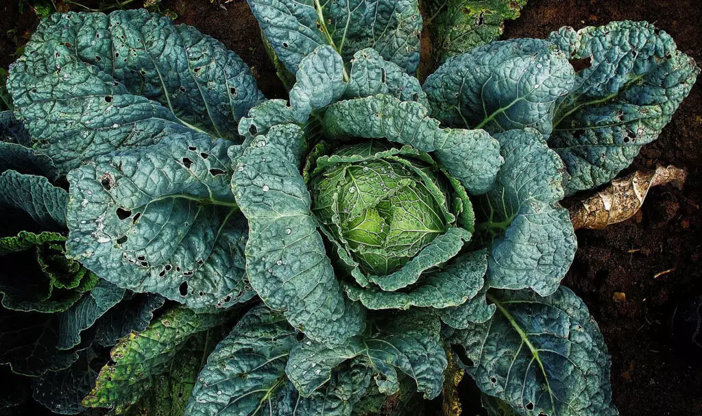 How do Plants Absorb Nutrients like this big cabbage growing out of the soil