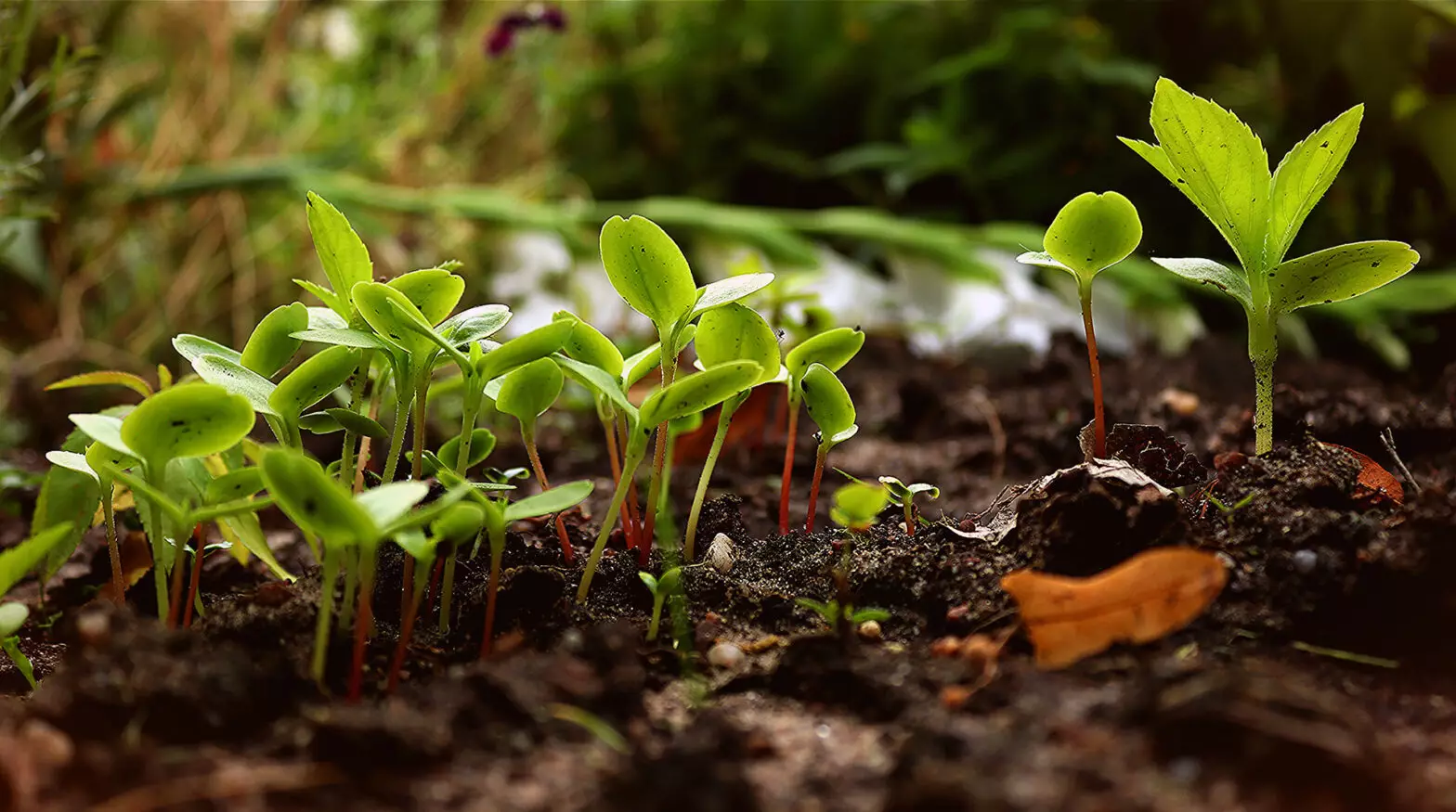 How do Plants Absorb Nutrients like these seedlings sprouting out of soil in a garden