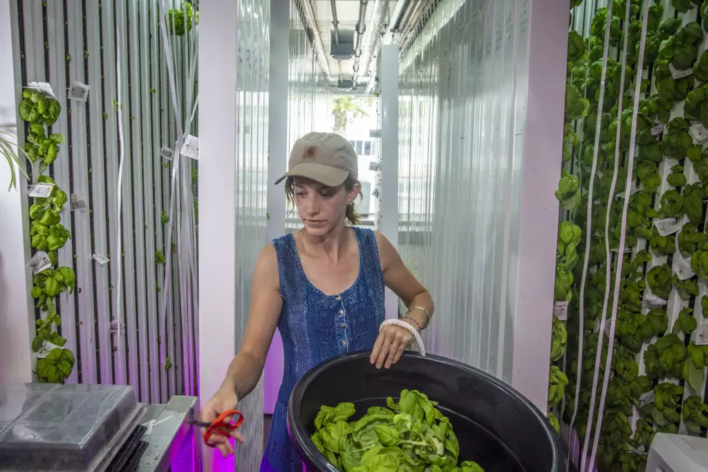 A worker harvests basil in a shipping container farm