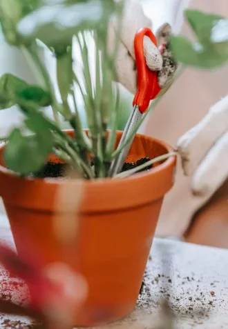 Appropriate plant cutting. is an important step in how to clone a plant.