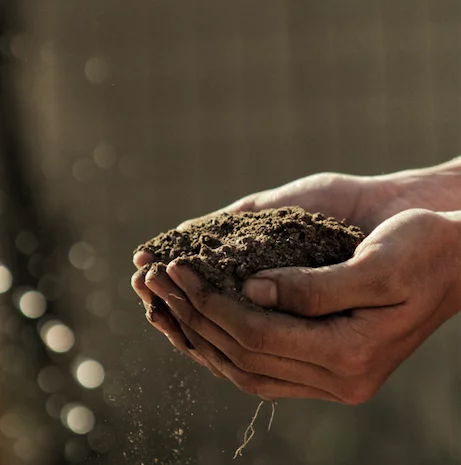 Compost is rich in nutrients to help the plant grow.