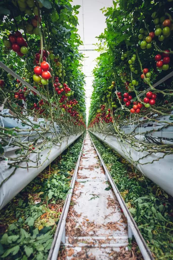 Tomatoes grown with vertical farming