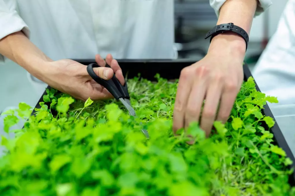 A worker harvesting microgreens