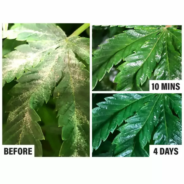Results of Plant Wash on Cannabis
