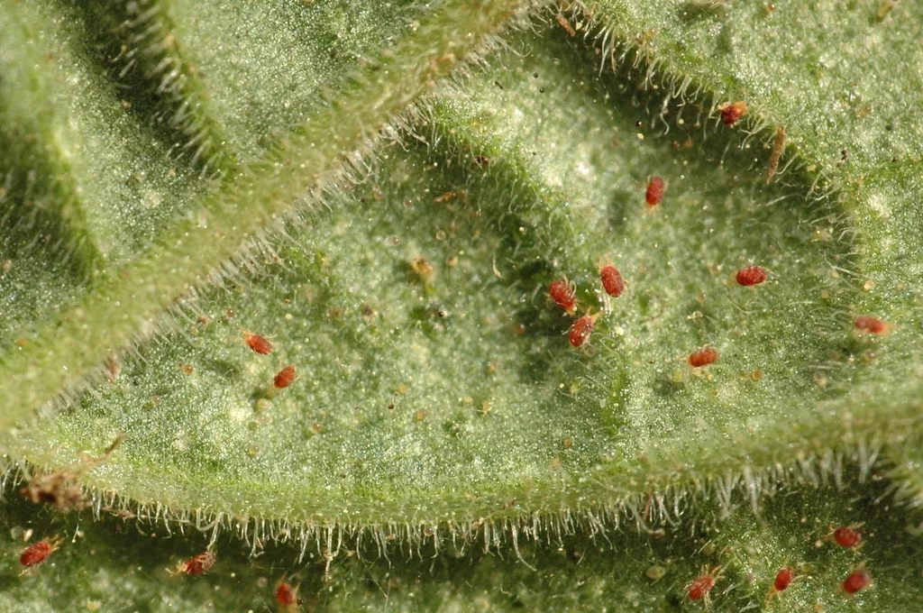 Red Spider Mites on Leaf