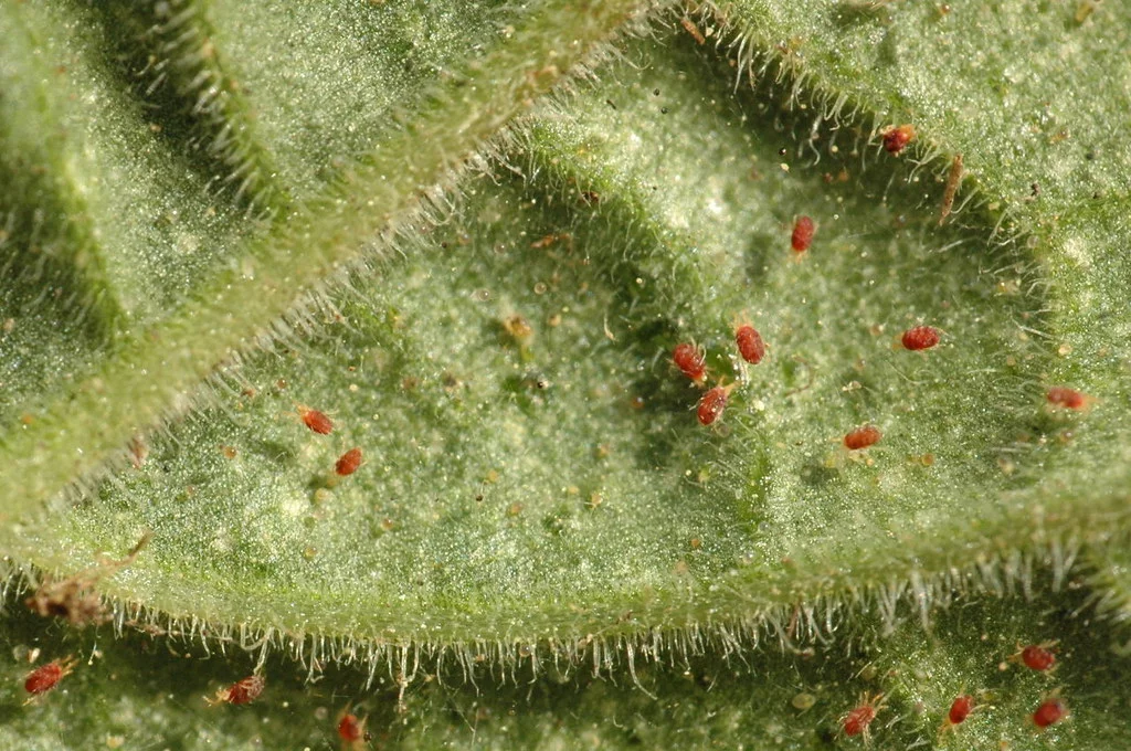 Spider Mites Raspberry Red Spider Mites On Tomato Plants